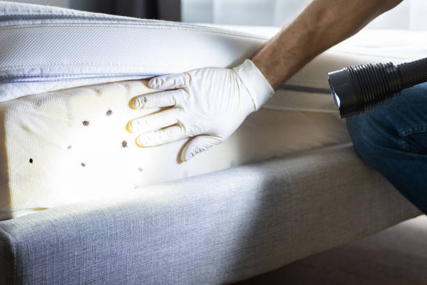 Best Flea Control Services  in Wrightsville, PA